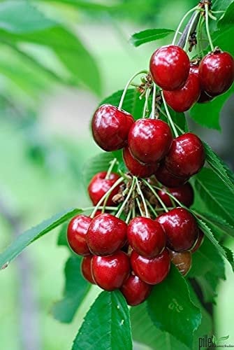 Rote Süßkirsche Säulenobst Terrassen Obstbaum Spalierobst als Säule wachsend Kirschbaum 'Prunus avium'