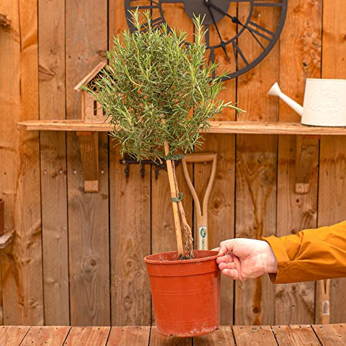 Rosmarin Lollipop Kräuterbusch | Frische Küchenkräuter Kulinarischer Garten