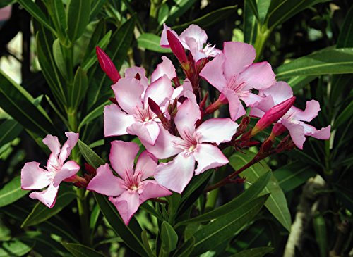 Aachondra 100 semillas de flores de adelfa rosa claro
