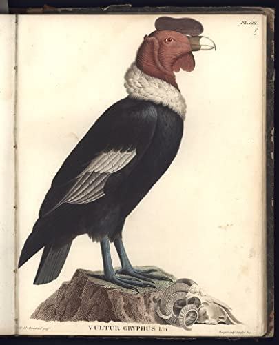 GerRit Leinwandbilder, Poster, 58 x 90 cm, ohne Rahmen, der männliche Condor Pl.viii Illstration von Baron Friedrich Alexander von Humboldt