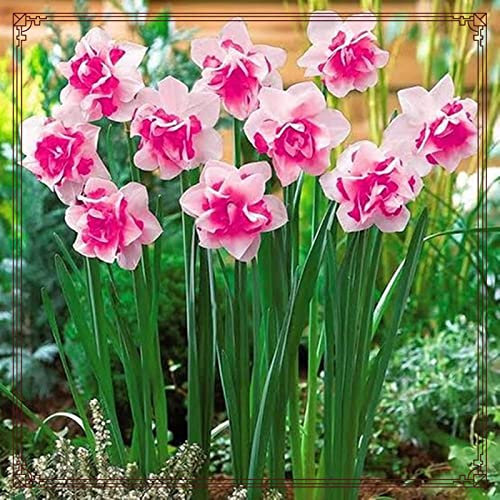 Daffodil Bulbs Strong Plants That Grow Well Mix Golden Jade Carving Feels Crop Narcissus Bulbs for Planting Now UK