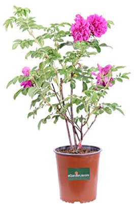 Pianta di Rosa Rugosa varie colorazioni Pianta ornamentale da esterno giardino terrazzo balcone pianta fiorita vera venduta da eGarden.store (Fucsia)