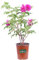 Pianta di Rosa Rugosa varie colorazioni Pianta ornamentale da esterno giardino terrazzo balcone pianta fiorita vera venduta da eGarden.store (Fucsia)