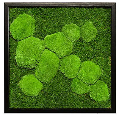 Moosbild Pflanzenbild mit 50% Kugelmoos und 50% Flachmoos versch. Maße günstig, Wandbild, Mooswand, Pflanzenbild mit Bollenmoos, Plattenmoos und Holzrahmen (Schwarz, 45x45 cm)