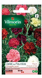Vilmorin - Sachet graines Oeillet des fleuristes Triomphe Varié
