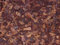 JUNGLE BARK CORTECCIA PER TERRARI (2 confezioni da 1 kg)