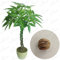 NEW Braid pachira große Geld Baum Samen Bonsai-Baum-Samen Geld Baumsamen, 5 Korn/pack