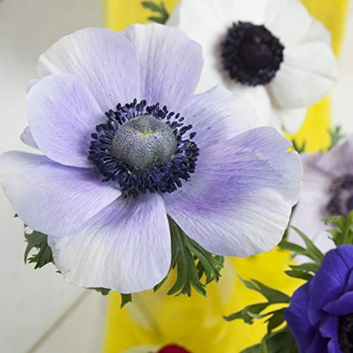 Anemonen-Zwiebeln. Winterharte, MehrjäHrige Blumenzwiebeln FüR TöPfe, Balkone Und GäRten. Einfach Zu Pflegen.-5zwiebeln