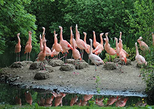 hansepuzzle 96019 - Flamingo Puzzle 130 Teile - Tierwelt-Puzzle mit hochwertiger Aufbewahrung: Kartonbox und wiederverschließbarem Beutel - Puzzle-Maße: 28,7 x 20 cm