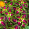 Buntnessel Rainbow Samen - Buntnessel Pestwurz