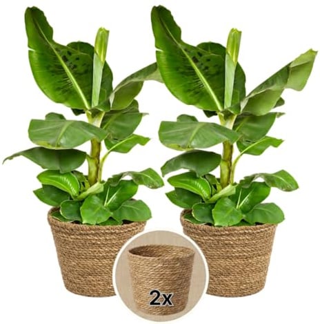 Bananenpflanze + 2x Seegraskorb | 2er-Set | Musa | ca. 40-50 cm | ø 12-15cm Topf | Pflegeleichte Zimmerpflanzen für Wohnung und Büro | Qualität vom Pflanzen Profi | Ideale Raumbegrünung