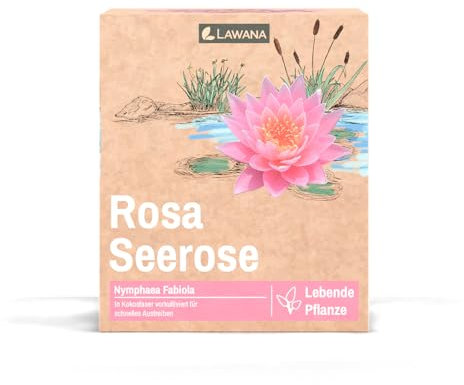 Lawana Seerose Nymphaea Fabiola Rosa - in Kokosfasern vorgewachsene Seerose