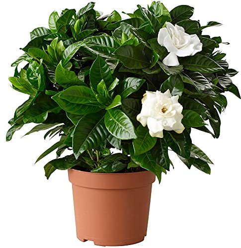 1 X GARDENIA JASMINOIDES JASMIN DU CAP PLANTE D'INTERIEUR SAINE ORNEMENTALE EN POT