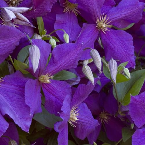 Natürlich,Blumen,können für Gartenarbeit,Pflanzenzwiebeln,Clematis,Clematis zwiebeln,Gartenzierblumen kultiviert werden,Winterhartes,Lebende Pflanzen-15 Zwiebeln-A