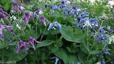 25 CLEMATIS Integrifolia Mongolian Bell Mix (Seeds), Pink, White, Lavender, Blue : Seeds Only