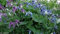 25 CLEMATIS Integrifolia Mongolian Bell Mix (Seeds), Pink, White, Lavender, Blue : Seeds Only
