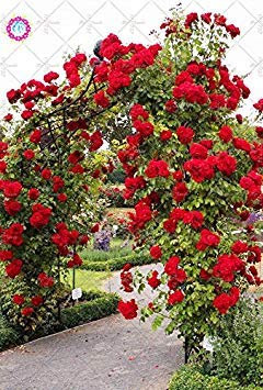 Vista 100 STÜCKE Klettern Rose Samen Seltene Schöne Chinesische Doppel Rose Mehrjährige Blumensamen Outdoor-anlage Für Gartendekoration