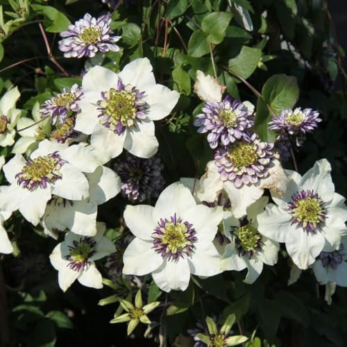 Clematis Viennetta™ evipo006 - Striking Show-Stopper Flowers, Ideal for Sunny Spots and Conservatories – 2X 3 Litre Potted Plant by Thompson & Morgan