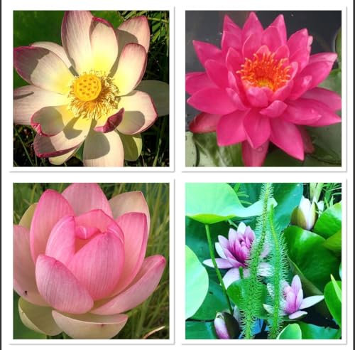 Lotus Semillas Mezcla 10 Semillas nelumbo Nucifera Resistente y Resistente