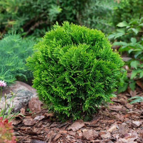 Thuja occidentalis 'Danica Aurea' Compact Dwarf White Cedar Evergreen with Yellow-Green Foliage Low Maintenance Hardy Conifer 1X or 3X 1 Litre Pots by Thompson and Morgan
