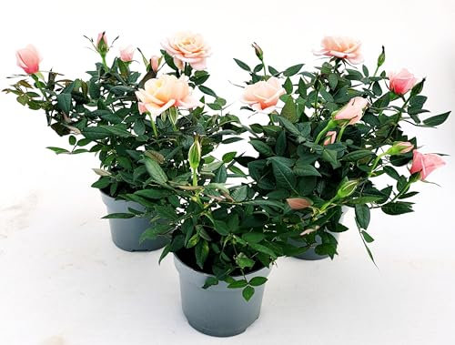 POWERS TO FLOWERS - ROSA DA GIARDINO PROFUMATA, RAMPICANTE e RIFIORENTE, COLOR ROSA TENUE, 3 PIANTE, Piante Vere