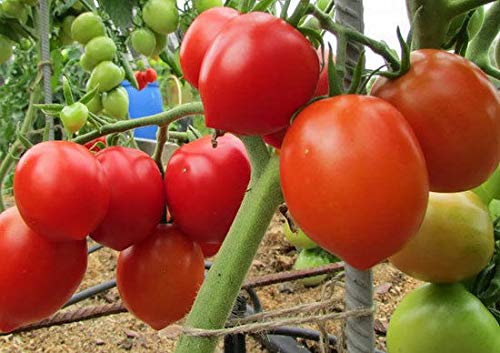 Portal Cool Tomatensamen Valentina Rote Tomaten Bio Nicht ohne Gentechnik Ukraine 20 Samen D