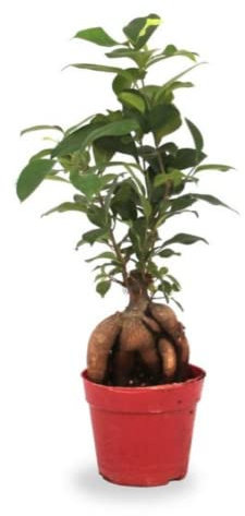 Verdecora Bonsai Ficus Microcarpa Ginseng | Árbol Laurel de indias | Planta natural de interior en maceta de Ø13cm | Perfecto para regalo