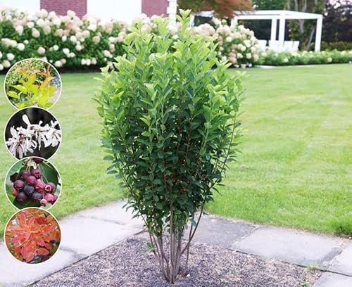 Säulen-Felsenbirne `Rainbow Pillar´, Amelanchier canadensis, 40-80cm im Topf