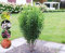 Säulen-Felsenbirne `Rainbow Pillar´, Amelanchier canadensis, 40-80cm im Topf