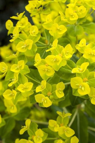 Goldwolfsmilch 'Goldener Turm' im Topf Euphorbia cornigera winterhart