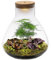 vdvelde.com - Tropical Piramide - Ecoworld Flaschengarten mit Mini Pflanzen im Glas - Pflanzen Terrarium Glas Ø 23 cm ↥ 27 cm - Mini Ökosystem mit Licht