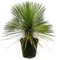 NatureNest, Palmlilie, Yucca rostrata auf Stam, 1 Stück, 70-80cm, Zimmerpflanze, Exotisch