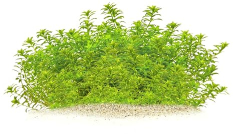 Hemianthus glomeratus/micranthemoides - Zierliches Perlenkraut in vitro XL - 8,5cm Bechergröße - in vitro - Hintergrund Wasserpflanzen für Aquarien