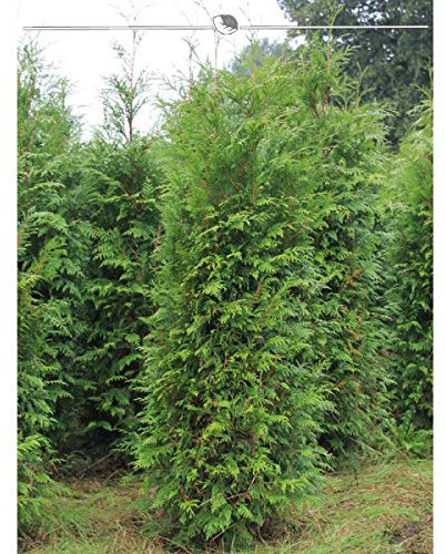 Thuja plicata Atrovirens 140-160 cm. 40 Heckenpflanzen. Sichtschutz Hecke