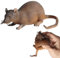Mousess Chew Toy - Plush Small Mouse Toy | Artificial Rodent Trick Toy, Halloween Simulated Mouse, Realistic Fake Mouse For Halloween Joke