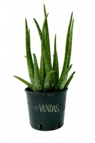 Vandas Aloe Vera – Pianta Succulenta Perenne | Vaso Diametro 16 cm, Altezza 45 cm | Foglie Carnose e Proprietà Naturali | Fioritura Giallo-Rossa | Made in Italy