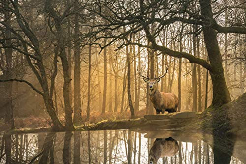Papier Peint Photo INTISSÉ-FORÊT-400x260 cm-(2919AE)-Nature Arbres d'automne Paysage Arbre Lac Bouleaux Cerf Colle Inclus Mural Décor Motif Poster Géant Stickers Muraux Optique Moderne Fond Effet