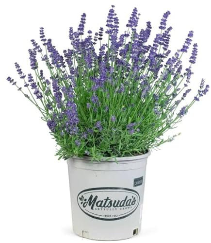 Lavanda Flor Viva Planta con Aroma Relajante para Ambientes Más Agradables