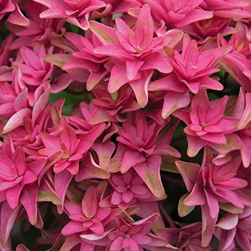 Hydrangea Plant 'Princess Diana' Compact Deciduous Hardy Shrub Mophead Pink Blooms Long-Flowering Easy to Grow Flowers 1 x 3 Litre Potted Plants by Thompson and Morgan