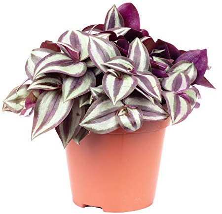 Smit Silver Sicilian, pianta d'appartamento facile da pulire, Tradescantia zebrina, altezza ca. 20 cm, diametro vaso 12 cm