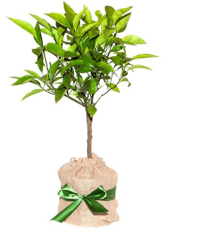 YouGarden Citrus Orange Tree in 4 Litre Pot, Established Gift Wrapped Plant in Brown Hessian Bag and Green Fabric Bow, Ready to Plant or Gift