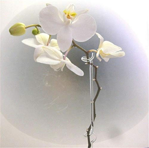 5 x Orchideenstab Glas 2 Halterungen 40cm Orchideenstäbe Qualität Handmade