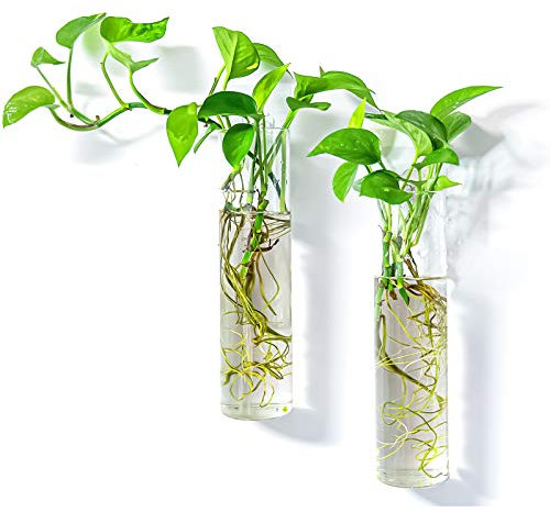 PACDONA Paquete de 2 macetas colgantes de pared, terrarios de cristal, soportes cilíndricos para plantas de aire, suculentas, flores, jarrones de pared de vidrio para decoración de interiores y