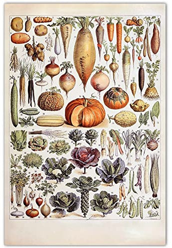Vintage Fruits Vegetables Poster Prints Botanical Identification Reference Chart Kitchen Decorations