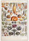 Vintage Fruits Vegetables Poster Prints Botanical Identification Reference Chart Kitchen Decorations