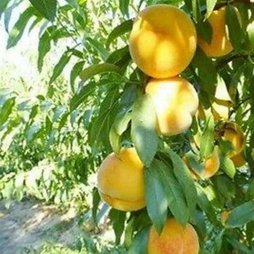 ALBERO DI PESCO PESCA PESCHE PERCOCO JONIA IN VASO 17