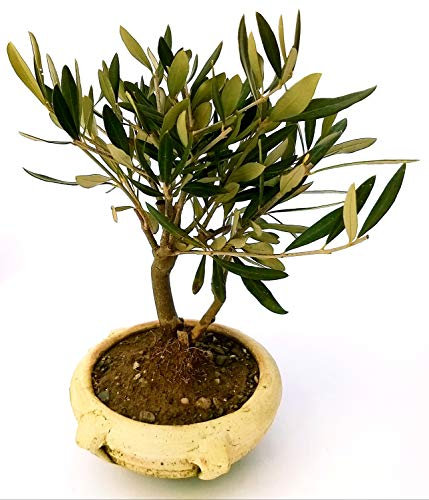 POWERS TO FLOWERS - BONSAI OLIVO, COLTIVATO IN ORCIO DI TERRACOTTA, VASO 13CM DIAMETRO, Pianta Vera