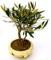 POWERS TO FLOWERS - BONSAI OLIVO, COLTIVATO IN ORCIO DI TERRACOTTA, VASO 13CM DIAMETRO, Pianta Vera