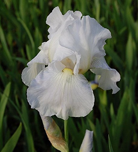 Schwertlilie Immortality - Iris barbata - lebende Gartenpflanze aus den Baumschulen