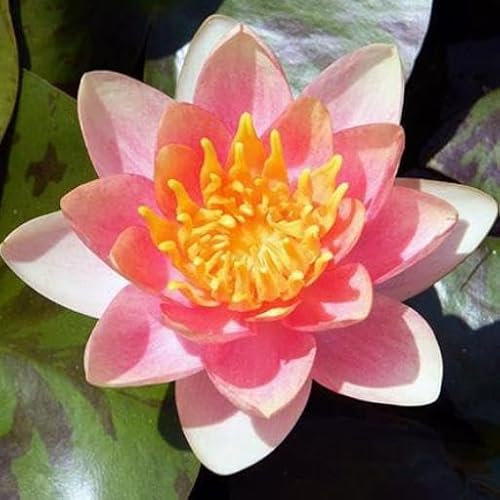 Ninfea Aurora, Pianta Acquatica Viva a Radice Nuda, Fiore Multicolore per Laghetti e Stagni
